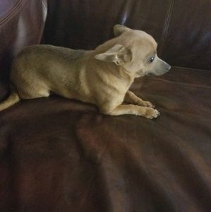 Meet your Posher, Patsy